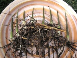 ミョウガの苗　８本　無農薬　そのまま植えられます。／追跡サービスあり 新芽 地下茎 根茎 種茎 茗荷