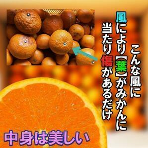清見みかん 訳あり 10kg 和歌山県産 清見オレンジ 旬の果物の画像2