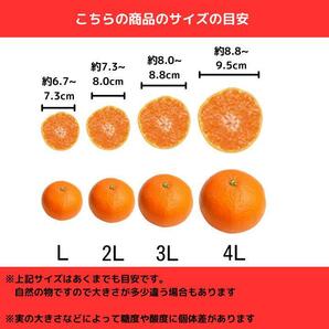 清見みかん 訳あり 10kg 和歌山県産 清見オレンジ 旬の果物の画像5