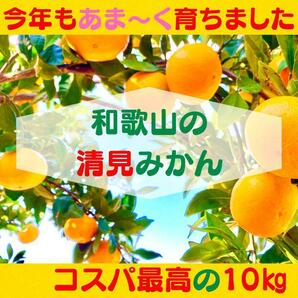 清見みかん 訳あり 10kg 和歌山県産 清見オレンジ 旬の果物の画像1