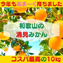 清見みかん 訳あり 10kg 和歌山県産 清見オレンジ 旬の果物_画像1