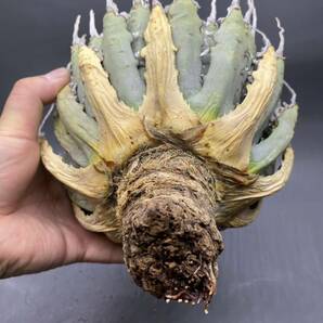 S0409-7【超厳選】【超希少】陽炎蕾形厚肉粗曲棘 アガベ ユタエンシス Agave utahensis 特選 多肉植物 大株 の画像10