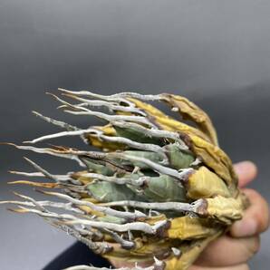 S0409-40【厳選】陽炎蕾形厚肉粗曲棘 アガベ ユタエンシス Agave utahensis の画像6