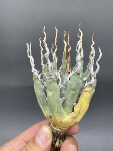 S0409-52[ carefuly selected small stock ][ super rare ]... shape thickness meat . bending . agave yutaensisAgave utahensis beautiful stock 