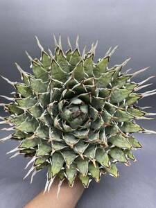 S0409-59[ super carefuly selected large stock ][ super rare ]... shape thickness meat . bending . agave yutaensisAgave utahensis succulent plant 