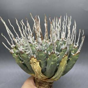 S0409-60【超厳選】【超希少】陽炎蕾形厚肉粗曲棘 アガベ ユタエンシス Agave utahensis 多肉植物 超特選 大株 の画像2