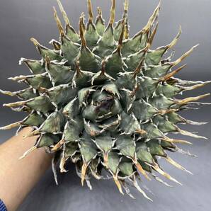 S0409-77【超厳選】陽炎蕾形厚肉粗曲棘 アガベ ユタエンシス Agave utahensis 特選 多肉植物 の画像1