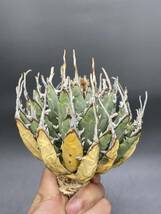 S0409-80【厳選】陽炎蕾形厚肉粗曲棘 アガベ ユタエンシス Agave utahensis 美株 _画像2