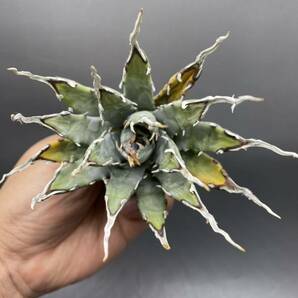 S0419-18【厳選】陽炎蕾形厚肉粗曲棘 アガベ ユタエンシス Agave utahensis 美株 の画像3