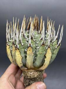 S0419-22[ carefuly selected ]... shape thickness meat . bending . agave yutaensisAgave utahensis beautiful stock 