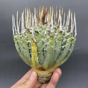 S0419-24【厳選】陽炎蕾形厚肉粗曲棘 アガベ ユタエンシス Agave utahensis 美株 の画像1