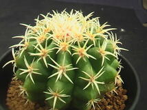 ★奈研★サボテン・多肉植物★874★エキノカクタス　短刺金鯱　　Echinocactus　grusonii　v.brevispinus　実生　約W6.8cm_画像2