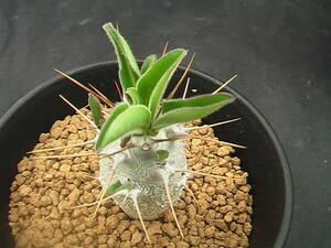 ★奈研★サボテン・多肉植物★14★パキポディウム　白馬城　Pachypodium lealii　ssp.sundersii　高さ約4.5cm 下部約W2.2 cm