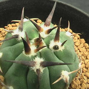 ★奈研★サボテン・多肉植物★139★ギムノカリキュウム 強刺バッテリー 実生 Gymnocalycium vatteri cv.  約W 4.1cmの画像1