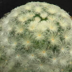 ★奈研★サボテン・多肉植物★146★マミラリア 白星(パンチパーマ) Mammillaria plumosa  実生 約総経7.2cmの画像3