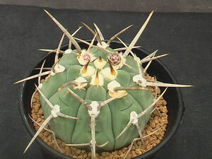 ★奈研★サボテン・多肉植物★174★ギムノカリキュウム　強刺バッテリー　Gymnocalycium　vatteri　cv.　実生　下部古キズ有　約W5.9 cm