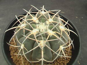 ★奈研★サボテン・多肉植物★180★ギムノカリキュウムGymnocalycium　spegazzinii v.sarkae (major） Ｂ34　　実生 約W 5.6cm