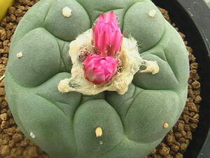 ★奈研★サボテン・多肉植物★191★ロホホラ　疣銀冠玉の実生　Lophophora fricii　cv.　 約W6.3 cm