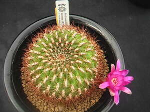 ★奈研★サボテン・多肉植物★229★スルコレブチア　Sulcorebutia　mentosa　JK127　S.Aguile,Bol,S.S 蕾み付約W6.9 cm