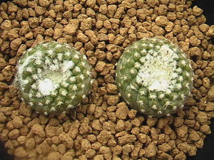 ★奈研★サボテン・多肉植物★201★コピアポア　ラウイー　カキ仔　Copiapoa　lauii　 約W 2.0-2.2cm