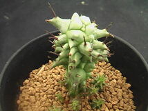 ★奈研★サボテン・多肉植物★213★ユーホルビア　ホリダモンスト　Euphorbia　horrida　monst. 約総径4.3cm_画像4