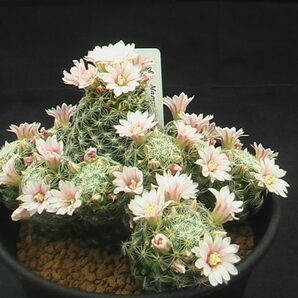 ★奈研★サボテン・多肉植物★277★ マミラリア Mammillaria giselae Piltz3753 カキ仔 約総径9.7 cmの画像3