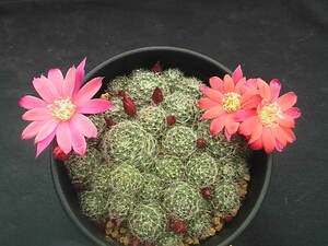 ★奈研★サボテン・多肉植物★268★レブチア　 Rebutia　densipectinata　KK849×Rebutia　albiflora　実生　蕾みいっぱい約総径7.4cm