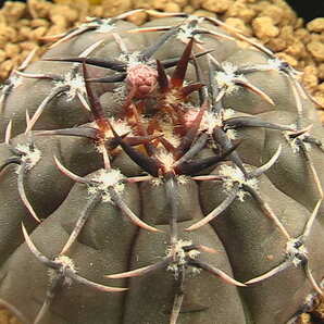 ★奈研★サボテン・多肉植物★264★ギムノカリキュウム 怪竜丸Gymnocalycium ochoterenae v.paucispinum  実生  約W 4.4cmの画像1