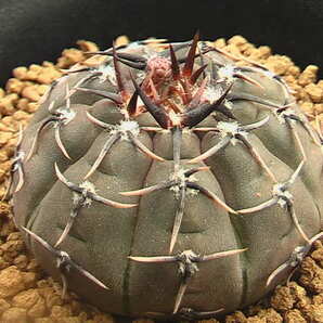 ★奈研★サボテン・多肉植物★264★ギムノカリキュウム 怪竜丸Gymnocalycium ochoterenae v.paucispinum  実生  約W 4.4cmの画像3