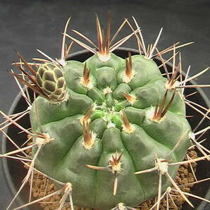 ★奈研★サボテン・多肉植物★266★ ギムノカリキュウム ニグラムGymnocalycium gibbosum v.nigrum 実生 約W6.0 cmの画像1