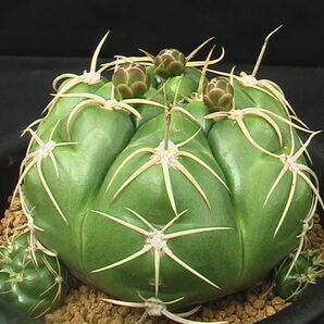 ★奈研★サボテン・多肉植物★284★ ギムノカリキュウム 海王丸 実生 Gymnocalycium denudatum cv. 約W11.0 cmの画像2