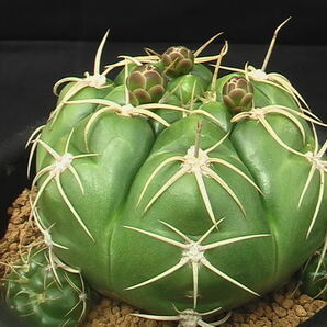 ★奈研★サボテン・多肉植物★284★ ギムノカリキュウム 海王丸 実生 Gymnocalycium denudatum cv. 約W11.0 cmの画像4