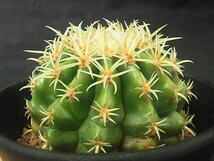 ★奈研★サボテン・多肉植物★290★エキノカクタス　短刺金鯱（王金鯱）　　Echinocactus　grusonii　v.brevispinus　実生　約W6.9cm_画像5