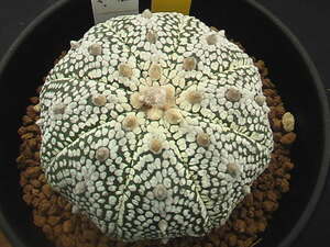 ★奈研★サボテン・多肉植物★314★ミラクル兜　Astrophytum　asterias“Miracle”　実生 約W5.9 cm