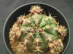 ★奈研★サボテン・多肉植物★333★ギムノカリキュウム　ツカボセンセ　Gymnocalycium　damsii　‘tucavocense’ 約総径7.9 cm