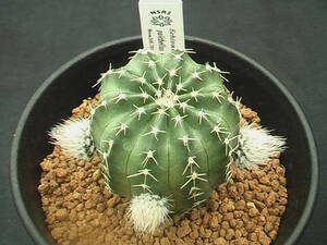 ★奈研★サボテン・多肉植物★334★エキノケレウス　Echinocereus pulchellus v.amoenus Mesa246.703 実生 蕾み付　約W4.0 cm