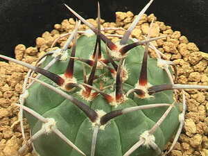 ★奈研★サボテン・多肉植物★338★ギムノカリキュウム　 強刺バッテリー　Gymnocalycium　vatteri　cv.　実生　約W 4.2cm