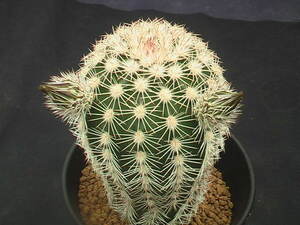 ★奈研★サボテン・多肉植物★355★ エキノケレウス　三光丸　Echinocereus　pectinatus　実生　蕾み付　約W5.6 cm