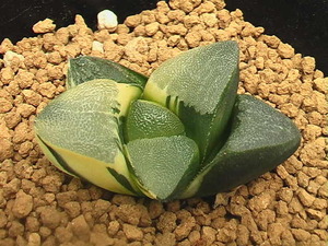 ★奈研★サボテン・多肉植物★389★ハオルシア　コレクタ錦　Haworthia correcta varieg.　 約W 4.4cm