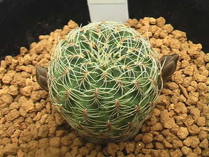 ★奈研★サボテン・多肉植物★401★ スルコレブチア　Sulcorebutia　vazqueziana　v.pedroensis VZ351　実生　約W2.8 cm