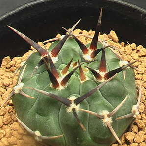 ★奈研★サボテン・多肉植物★416★ギムノカリキュウム  強刺バッテリー Gymnocalycium vatteri cv. 実生 約W 4.3cmの画像4