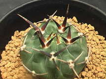 ★奈研★サボテン・多肉植物★416★ギムノカリキュウム　 強刺バッテリー　Gymnocalycium　vatteri　cv.　実生　約W 4.3cm_画像4