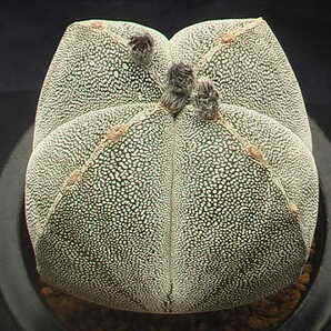 ★奈研★サボテン★418★ 四角恩塚鸞鳳玉(まんまるタイプ)実生Astrophytum myriostigma v.quadricostatum "ONZUKA" 約W cmの画像4