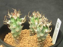 ★奈研★サボテン・多肉★425★ツルビニカルプス Turbinicarpus　schmiedickeanus　v. flaviflorus　k.graugrun　Piltz843約W 1.6-1.8cm_画像2