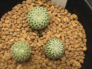 ★奈研★サボテン・多肉植物★428★ツルビニカルプス 赤花精巧殿　Turbinicarpus pseudopectinatus　“rubriflorus”　実生　約W 1.5-1.6cm