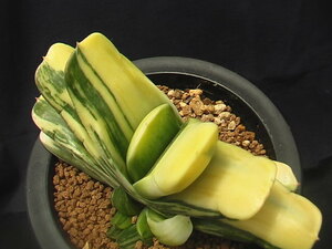 ★奈研★サボテン・多肉植物★452★ガステリア　ピランシー錦×恐竜　Gasteria pillansii varieg.×Gasteria pillansii hyb.　約W11.6cm