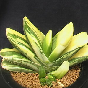 ★奈研★サボテン・多肉植物★452★ガステリア ピランシー錦×恐竜 Gasteria pillansii varieg.×Gasteria pillansii hyb. 約W11.6cmの画像2