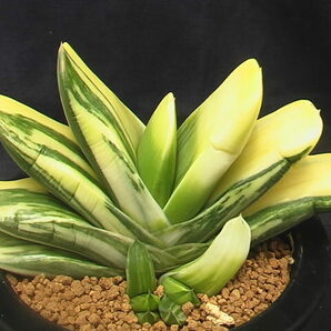 ★奈研★サボテン・多肉植物★452★ガステリア ピランシー錦×恐竜 Gasteria pillansii varieg.×Gasteria pillansii hyb. 約W11.6cmの画像5