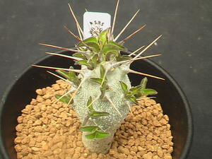 ★奈研★サボテン・多肉植物★443★パキポディウム　白馬城　　実生　Pachypodium lealii　ssp.　sundersii　約W2.4cm