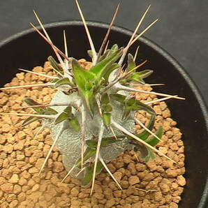 ★奈研★サボテン・多肉植物★443★パキポディウム 白馬城  実生 Pachypodium lealii ssp. sundersii 約W2.4cmの画像3